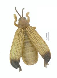   Monagonia  habitus. 